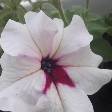 Kutak- Stan Na Dan Paraćin